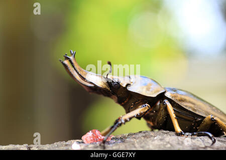 Golden stag beetle (Allotopus rosenbergi) dans l'île de Java, Indonésie Banque D'Images