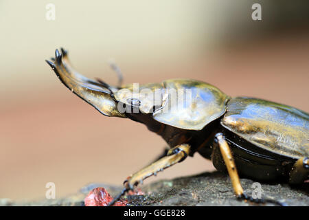 Golden stag beetle (Allotopus rosenbergi) dans l'île de Java, Indonésie Banque D'Images