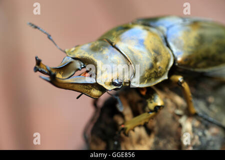 Golden stag beetle (Allotopus rosenbergi) dans l'île de Java, Indonésie Banque D'Images