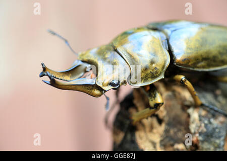 Golden stag beetle (Allotopus rosenbergi) dans l'île de Java, Indonésie Banque D'Images