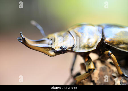 Golden stag beetle (Allotopus rosenbergi) dans l'île de Java, Indonésie Banque D'Images