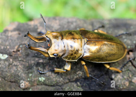 Golden stag beetle (Allotopus rosenbergi) dans l'île de Java, Indonésie Banque D'Images