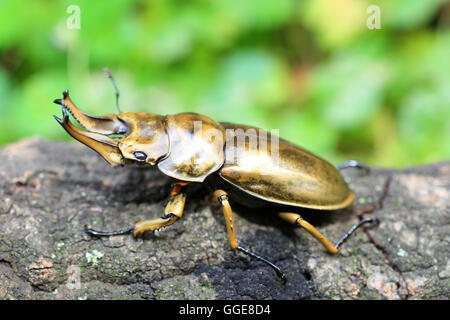 Golden stag beetle (Allotopus rosenbergi) dans l'île de Java, Indonésie Banque D'Images