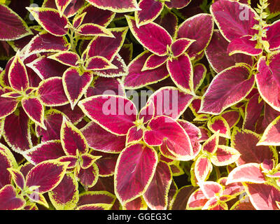 Plantes rouges décoratifs, qui sont appelés sur le parterre de Coleus close-up Banque D'Images