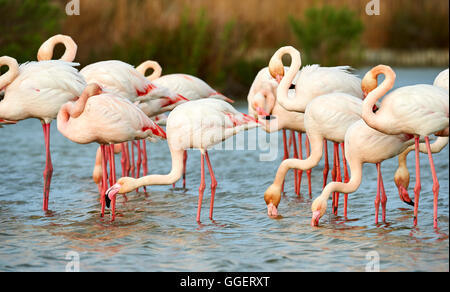 Plus de flamants roses en Camargue groupe photographié Banque D'Images