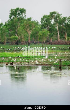 Des centaines d'oiseaux se rassemblent dans les zones humides d'eaux jaune, le Kakadu National Park, Territoire du Nord, Australie Banque D'Images