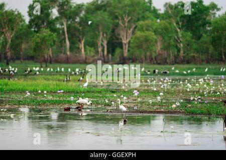 Des centaines d'oiseaux se rassemblent dans les zones humides d'eaux jaune, le Kakadu National Park, Territoire du Nord, Australie Banque D'Images