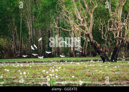 Des centaines d'oiseaux se rassemblent dans les zones humides d'eaux jaune, le Kakadu National Park, Territoire du Nord, Australie Banque D'Images