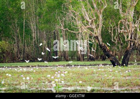 Des centaines d'oiseaux se rassemblent dans les zones humides d'eaux jaune, le Kakadu National Park, Territoire du Nord, Australie Banque D'Images