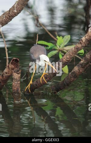 Un jeune Pied Heron (Ardea picata) sur les eaux jaune, le Kakadu National Park, Territoire du Nord, Australie. Banque D'Images