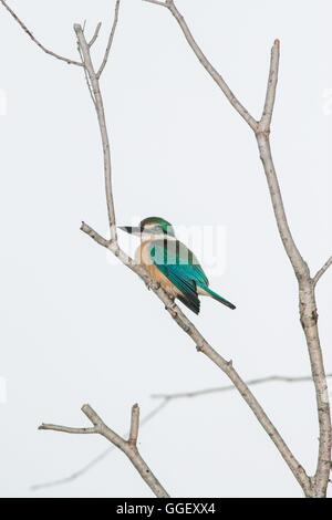 Un lieu sacré (Kingfisher Todiramphus sanctus) sur les eaux jaune, le Kakadu National Park, Territoire du Nord, Australie. Banque D'Images