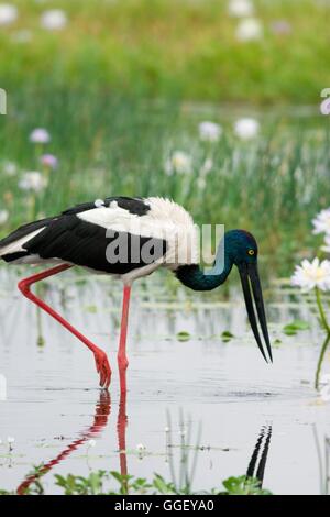 Une femme Black-Necked ou Jabiru Stork fourrages dans les eaux jaune billabong dans le Kakadu National Park, Territoire du Nord, Australie Banque D'Images