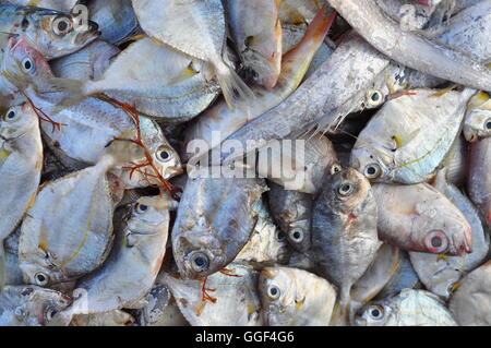 Poissons-fourrages Banque D'Images