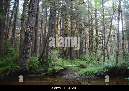 Un ruisseau forestier près de la Première Nation Heitsuk ville de Bella Bella, dans la forêt du Grand Ours, en Colombie-Britannique, Canada. Banque D'Images