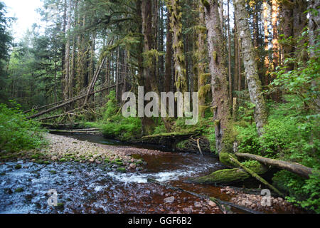 Un ruisseau forestier près de la Première Nation Heitsuk ville de Bella Bella, dans la forêt du Grand Ours, en Colombie-Britannique, Canada. Banque D'Images