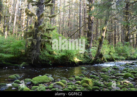 Un ruisseau forestier près de la Première Nation Heitsuk ville de Bella Bella, dans la forêt du Grand Ours, en Colombie-Britannique, Canada. Banque D'Images