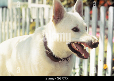 DER WEISSE HUND VON BEVERLY HILLS / White Dog USA 1982 / Samuel Fuller Filmszene : "der weiße Hund von Beverly Hills', 1982. Regie : Samuel Fuller aka. Chien blanc Banque D'Images