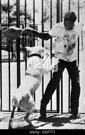 DER WEISSE HUND VON BEVERLY HILLS / White Dog USA 1982 / Samuel Fuller PAUL WINFIELD (clés) dans "der weiße Hund von Beverly Hills', 1982. Regie : Samuel Fuller aka. Chien blanc Banque D'Images