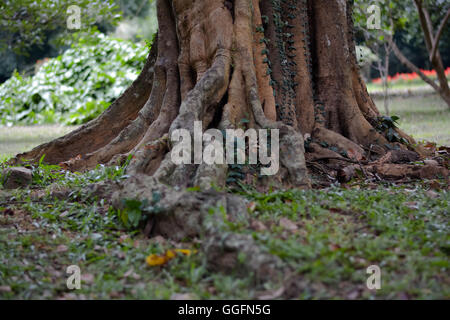 Vieux arbres géants au Jardin botanique royal de Peradeniya Kandy, Sri Lanka Banque D'Images