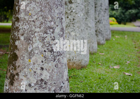 Vieux arbres géants au Jardin botanique royal de Peradeniya Kandy, Sri Lanka Banque D'Images