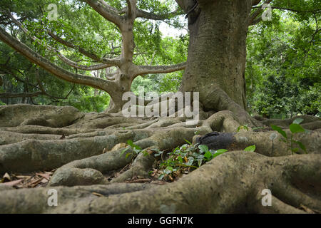 Vieux arbres géants au Jardin botanique royal de Peradeniya Kandy, Sri Lanka Banque D'Images