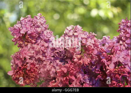 Belles fleurs lilas pourpre. Arrière-plan de printemps Banque D'Images