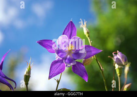 Belle ancolie pourpre. Fleur dans le jardin. Banque D'Images