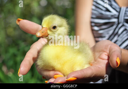 Peu jeune canard jaune assis dans les mains Banque D'Images