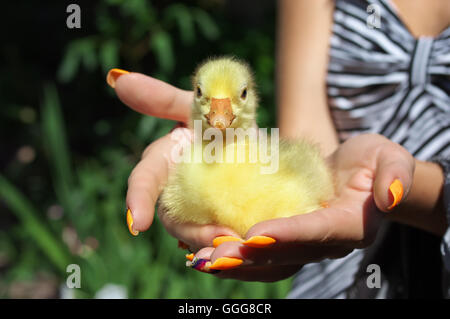 Peu jeune canard jaune assis dans les mains Banque D'Images