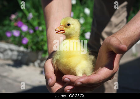 Peu jeune canard jaune assis dans les mains Banque D'Images