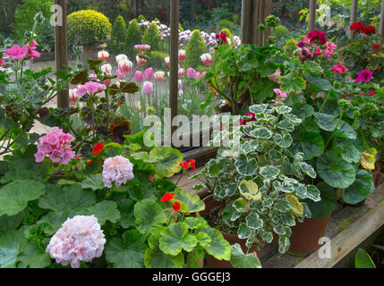 Vue depuis l'intérieur d'une serre jardin au printemps avec des tulipes à l'extérieur et la floraison des géraniums et l'intérieur Peligoniums Banque D'Images