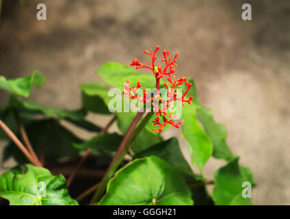 Le Jatropha podagrica ou tartogo Banque D'Images