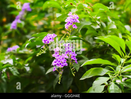 Duranta ou Verbenaceae Banque D'Images