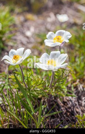 La botanique, l'anémone à fleurs de Narcisse (anemone narcissiflora) dans le Knuttental, Rein in Taufers, Reintal, Tyrol du Sud, Italie,-Additional-Rights Clearance-Info-Not-Available Banque D'Images