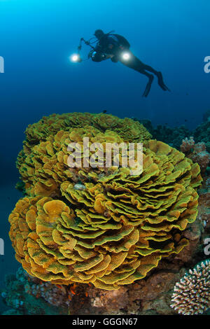 Diver tenant une caméra et d'une laitue jaune (Weaver ) coral Turbinaria Mesenterina Banque D'Images