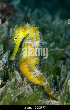 Hippocampes Hippocampus Jayakari épineux Banque D'Images