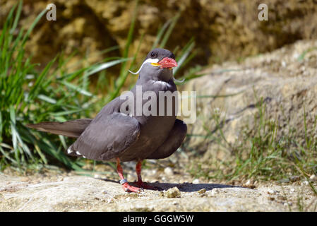 La sterne Inca (inca Larosterna) sur le sol Banque D'Images