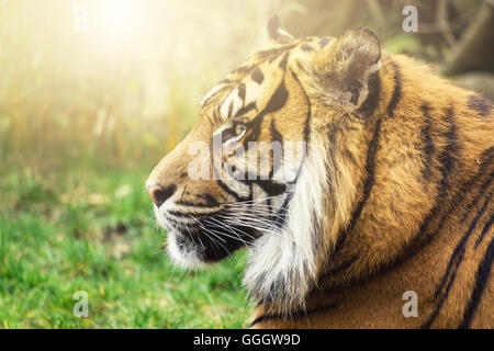 Une belle tiger au coucher du soleil sur le côté Banque D'Images