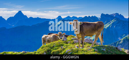 Zoologie / animaux, des Mammifères (Mammalia), vache, les jeunes bovins Braunvieh Allgaeu, race, des bovins domestiques (Bos primigenius Taurus ), sur l'autre sur le mont Nebelhorn Alm (crête), près d'Oberstdorf Allgaeu, Alpes, Allgaeu, Bavaria, Germany, Freedom-Of-Panorama Banque D'Images