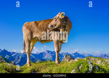 Zoologie / animaux, des Mammifères (Mammalia), les jeunes bovins Braunvieh Allgaeu, race, des bovins domestiques (Bos primigenius Taurus ), sur l'autre sur le mont Nebelhorn Alm (crête), près d'Oberstdorf Allgaeu, Alpes, Allgaeu, Bavaria, Germany, Freedom-Of-Panorama Banque D'Images
