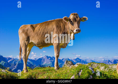 Zoologie / animaux, des Mammifères (Mammalia), les jeunes bovins Braunvieh Allgaeu, race, des bovins domestiques (Bos primigenius Taurus ), sur l'autre sur le mont Nebelhorn Alm (crête), près d'Oberstdorf Allgaeu, Alpes, Allgaeu, Bavaria, Germany, Freedom-Of-Panorama Banque D'Images