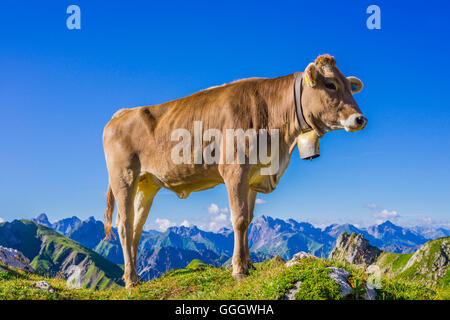 Zoologie / animaux, des Mammifères (Mammalia), les jeunes bovins Braunvieh Allgaeu, race, des bovins domestiques (Bos primigenius Taurus ), sur l'autre sur le mont Nebelhorn Alm (crête), près d'Oberstdorf Allgaeu, Alpes, Allgaeu, Bavaria, Germany, Freedom-Of-Panorama Banque D'Images