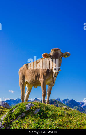 Zoologie / animaux, des Mammifères (Mammalia), les jeunes bovins Braunvieh Allgaeu, race, des bovins domestiques (Bos primigenius Taurus ), sur l'autre sur le mont Nebelhorn Alm (crête), près d'Oberstdorf Allgaeu, Alpes, Allgaeu, Bavaria, Germany, Freedom-Of-Panorama Banque D'Images