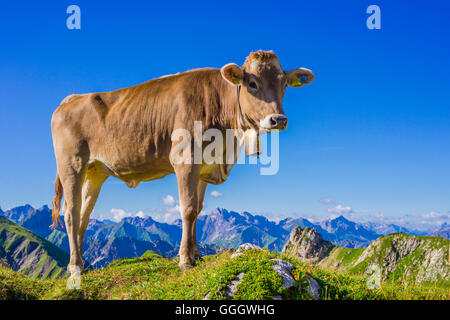 Zoologie / animaux, des Mammifères (Mammalia), les jeunes bovins Braunvieh Allgaeu, race, des bovins domestiques (Bos primigenius Taurus ), sur l'autre sur le mont Nebelhorn Alm (crête), près d'Oberstdorf Allgaeu, Alpes, Allgaeu, Bavaria, Germany, Freedom-Of-Panorama Banque D'Images