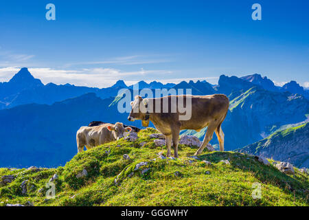 Zoologie / animaux, des Mammifères (Mammalia), vache, les jeunes bovins Braunvieh Allgaeu, race, des bovins domestiques (Bos primigenius Taurus ), sur l'autre sur le mont Nebelhorn Alm (crête), près d'Oberstdorf Allgaeu, Alpes, Allgaeu, Bavaria, Germany, Freedom-Of-Panorama Banque D'Images