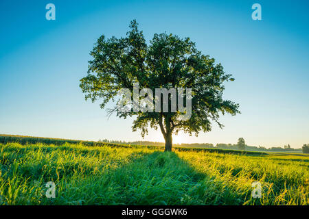 La botanique, le chêne, le vieux chêne (Quercus robur), montagnes souabes, Freedom-Of-Panorama Banque D'Images