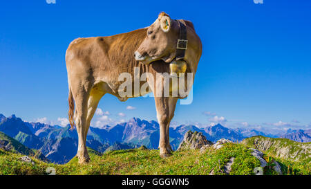 Zoologie / animaux, des Mammifères (Mammalia), les jeunes bovins Braunvieh Allgaeu, race, des bovins domestiques (Bos primigenius Taurus ), sur l'autre sur le mont Nebelhorn Alm (crête), près d'Oberstdorf Allgaeu, Alpes, Allgaeu, Bavaria, Germany, Freedom-Of-Panorama Banque D'Images