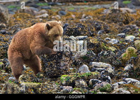 Zoologie / animaux, des Mammifères Mammifères (Mammalia) / femelle grizzli côtière, la recherche de nourriture à marée basse, les rochers tournant à la recherche des crabes de la partie continentale de la Colombie-Britannique, Canada, personnes, utilisez-No-Exclusive Banque D'Images