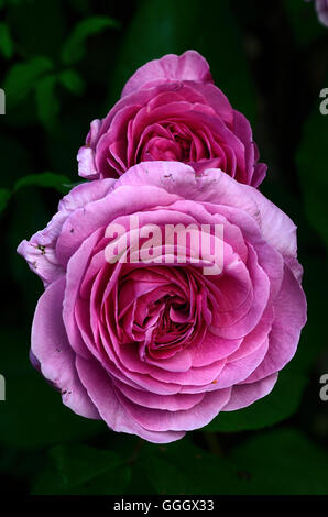 Rosa 'Gertrude Jekyll' Banque D'Images