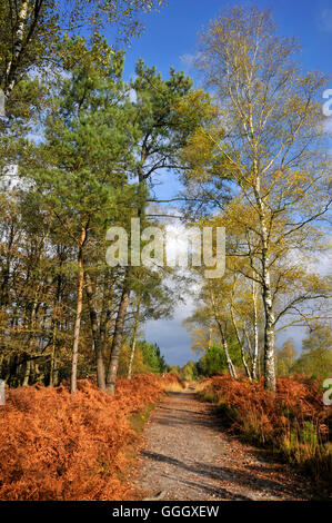 Automne forêt de Sillé-le-Guillaume en France, ministère de la Sarthe Banque D'Images